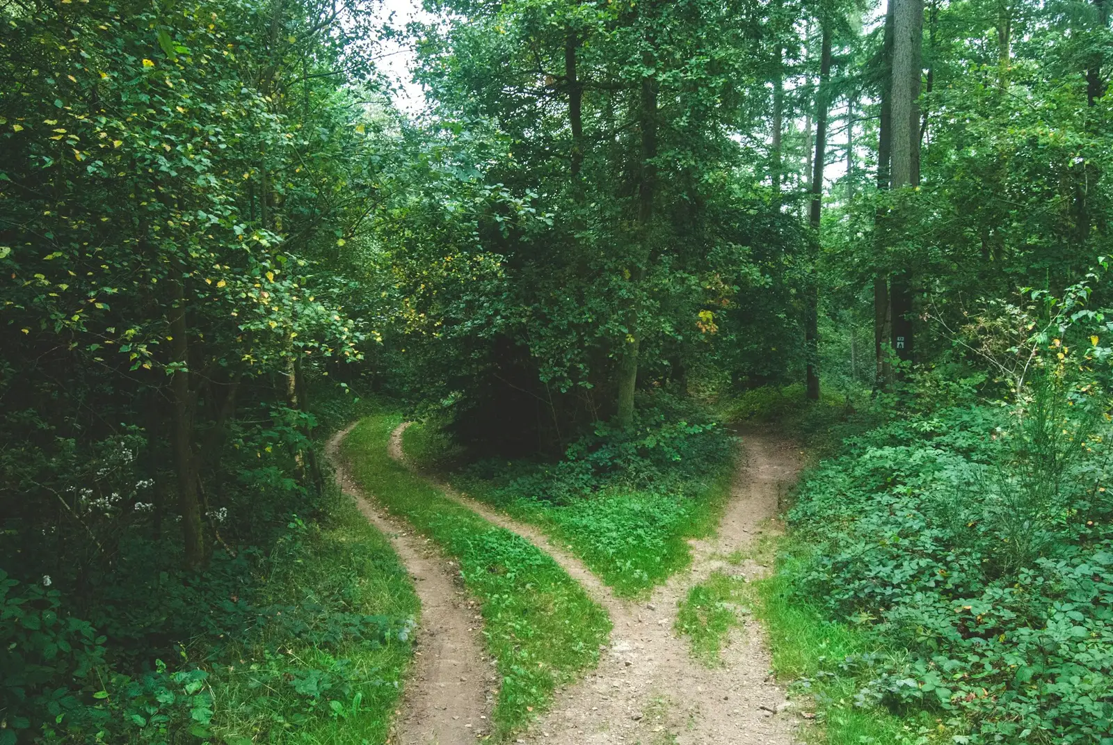 Chemin qui se sépare en deux dans une forêt