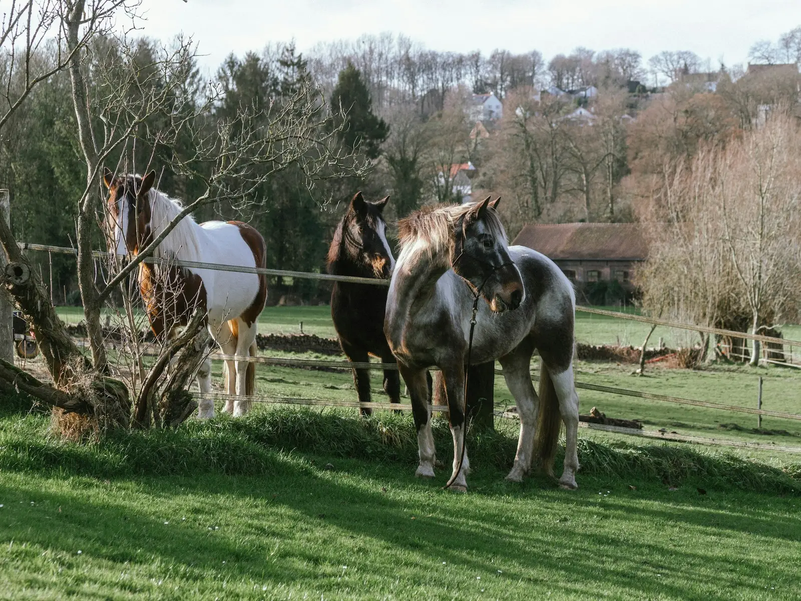 Chevaux dans une prairie verdoyante