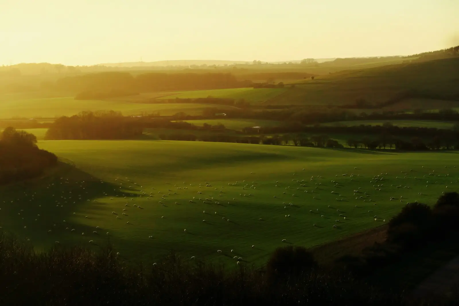 Collines et prairies au soleil couchant