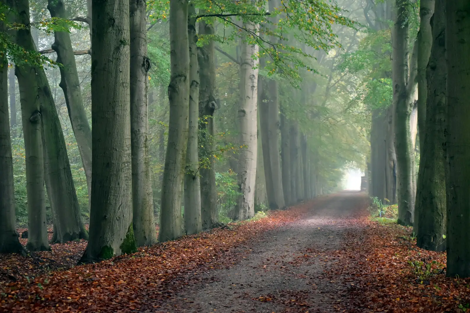 Allée de hêtres en forêt