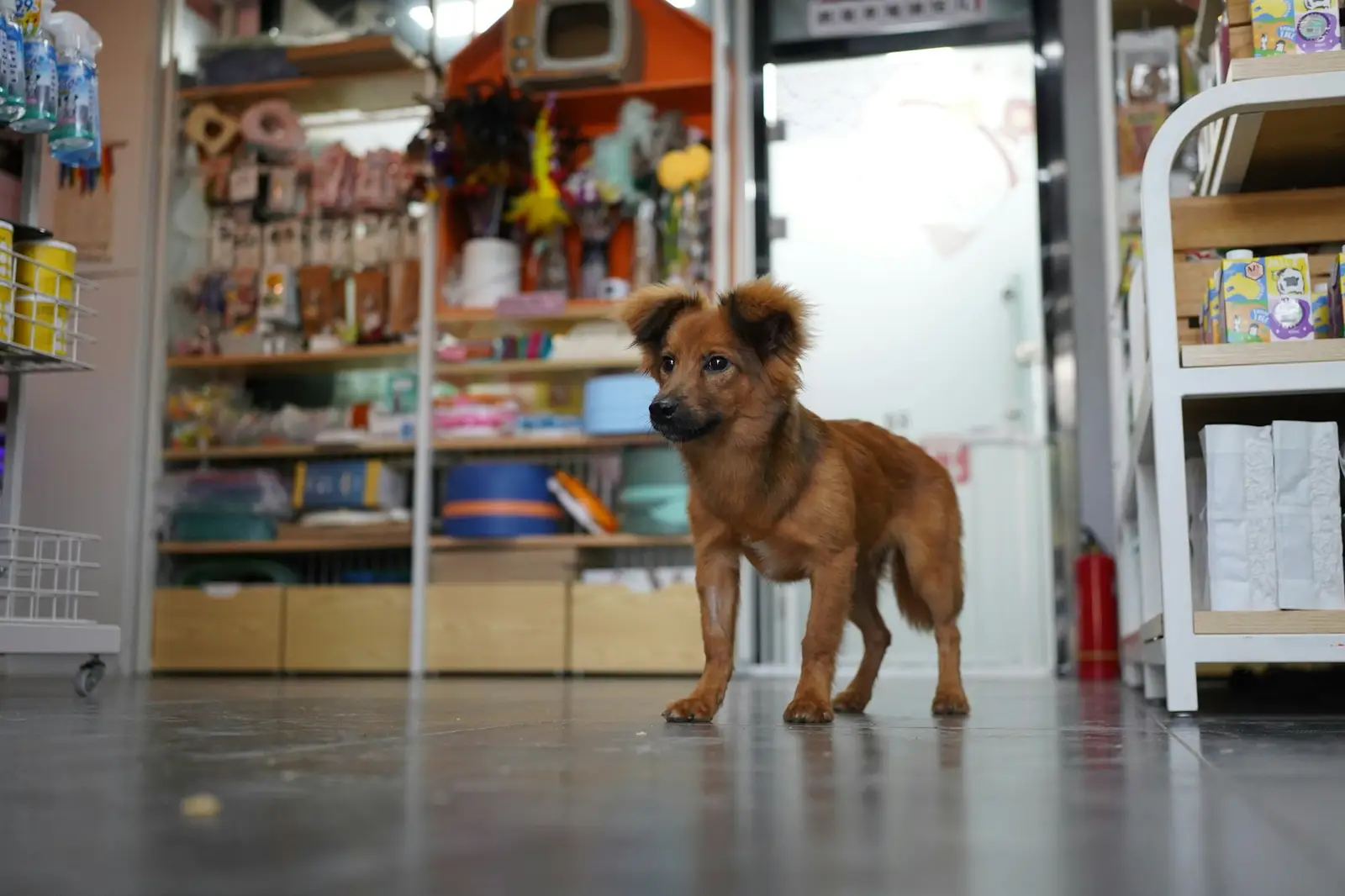 Chien dans une animalerie