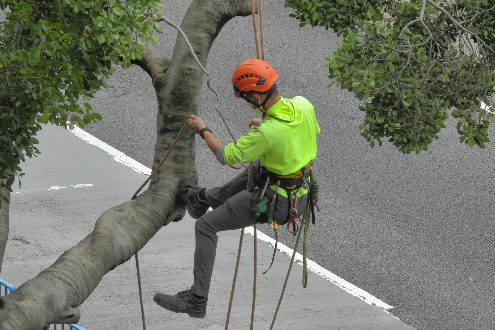 Élagueur qui grimpe dans un arbre