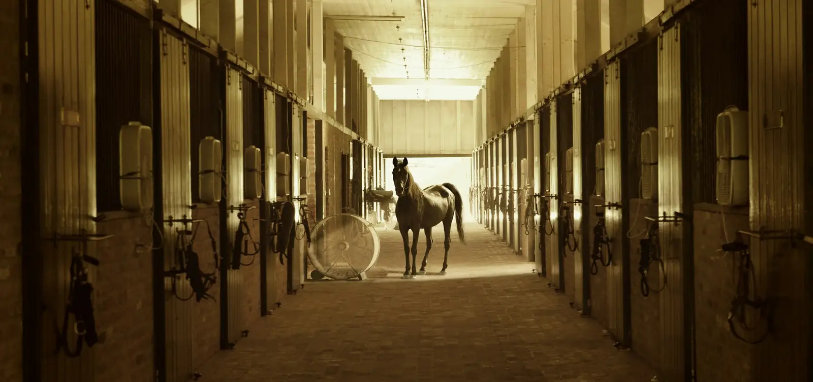 Cheval dans l’allée d’une écurie
