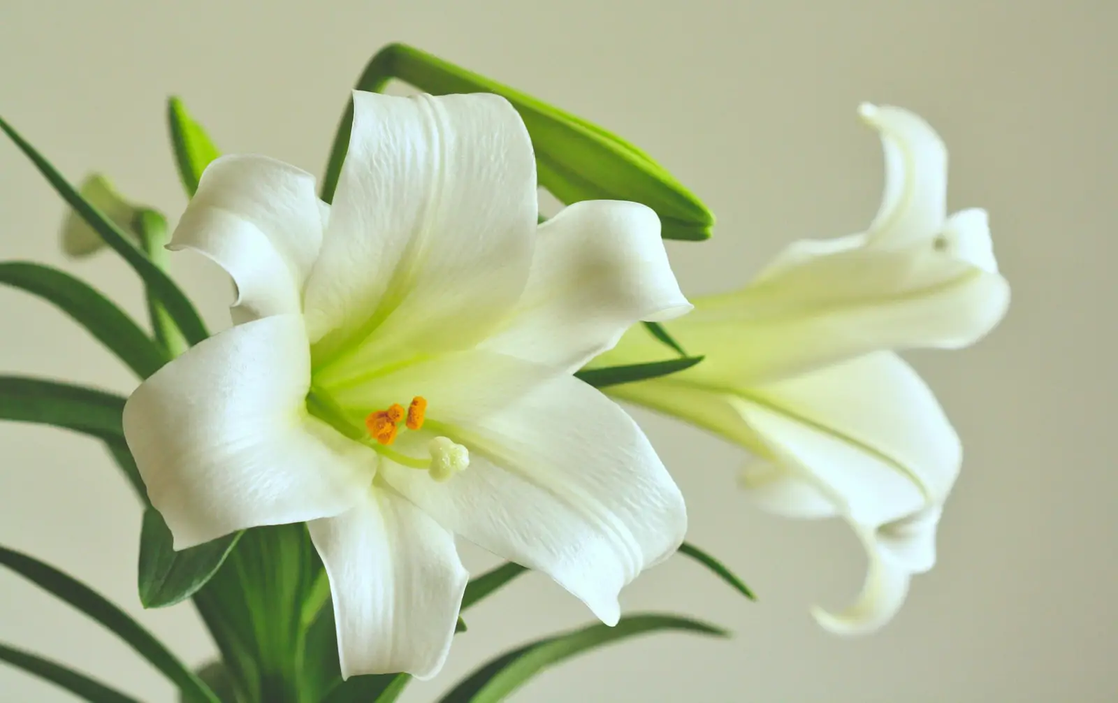 Lys blanc