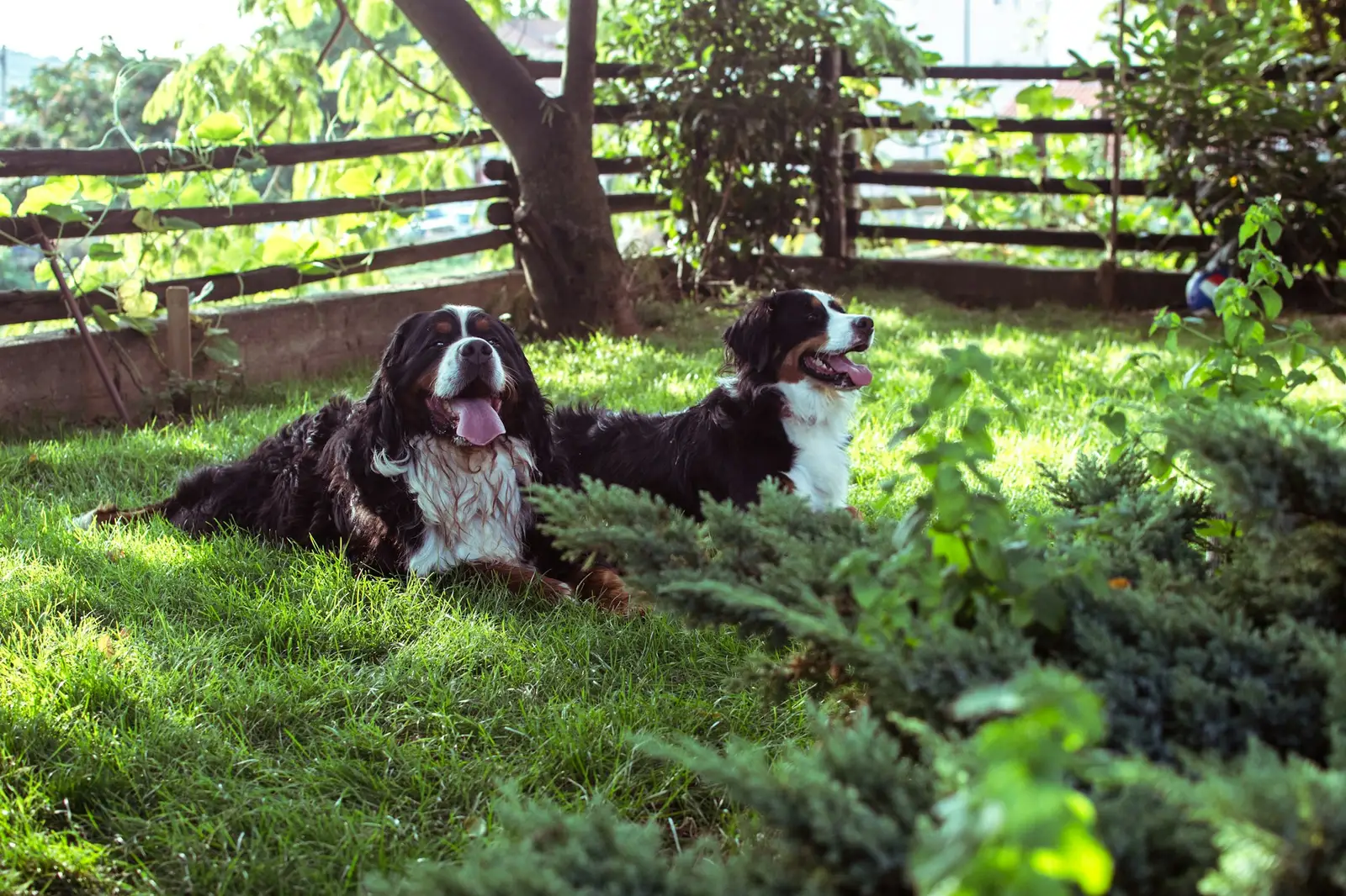 Deux chiens couchés dans l’herbe