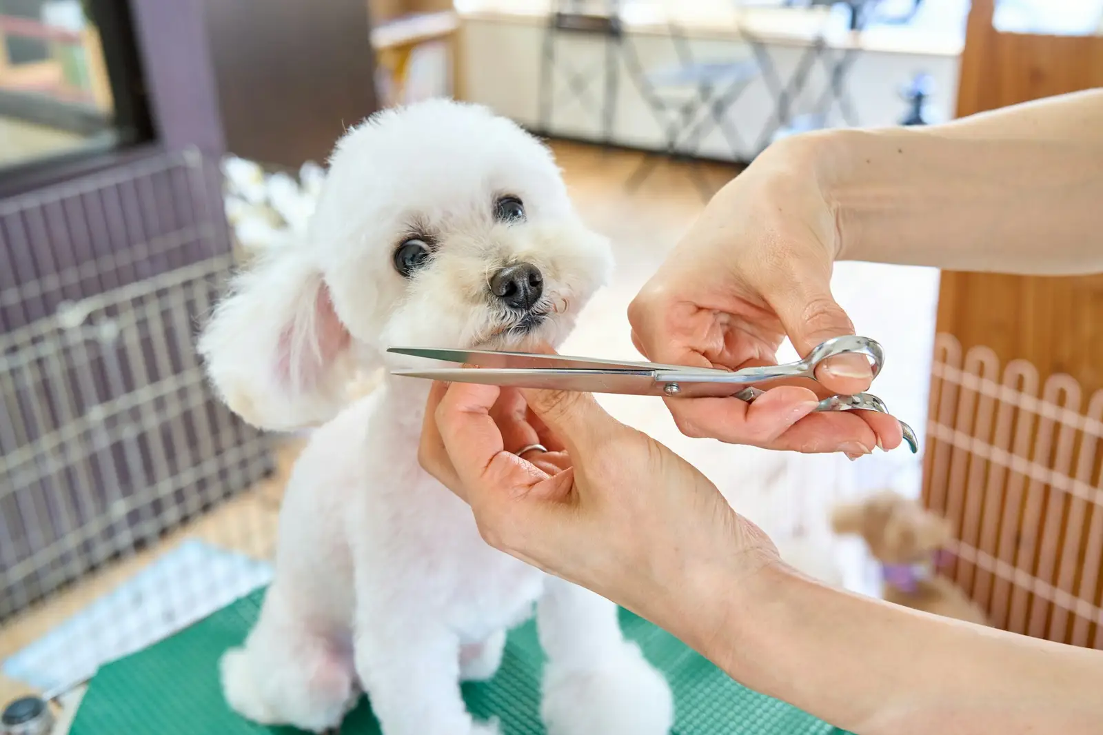 Petit chien blanc chez le toiletteur